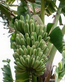 国产成人大香蕉,探索国产成人影视的崛起与魅力